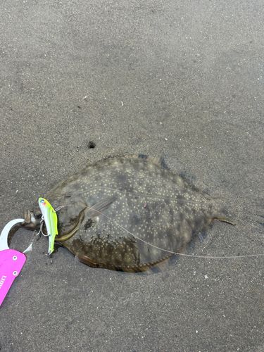 ヌマガレイの釣果