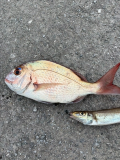 タイの釣果