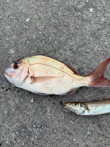 タイの釣果