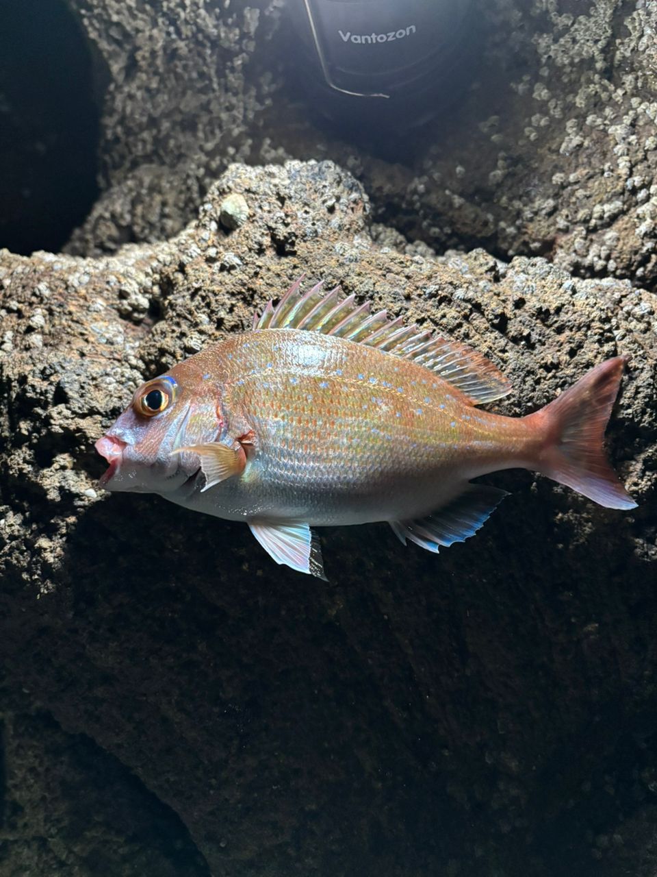 タイ