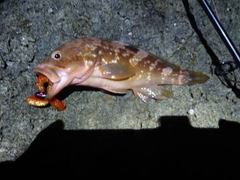 キジハタの釣果