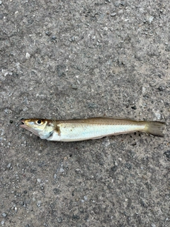 シロギスの釣果