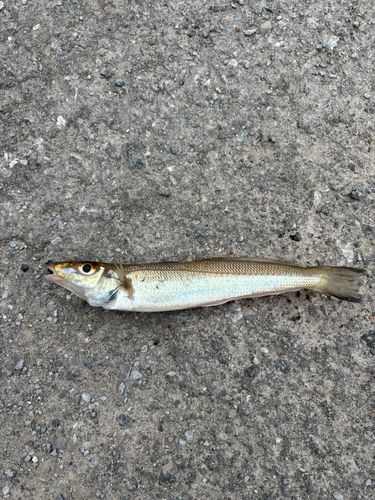 シロギスの釣果