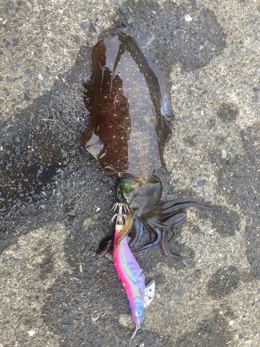 アオリイカの釣果