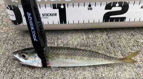 サバの釣果