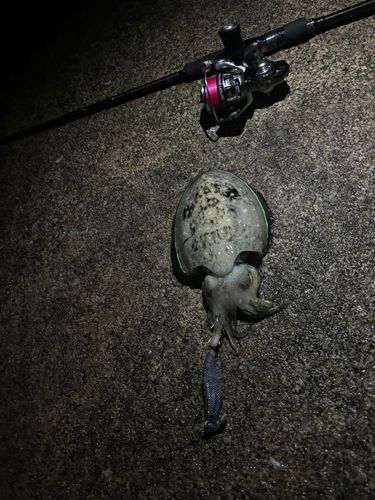 コウイカの釣果