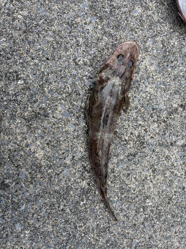 メゴチの釣果