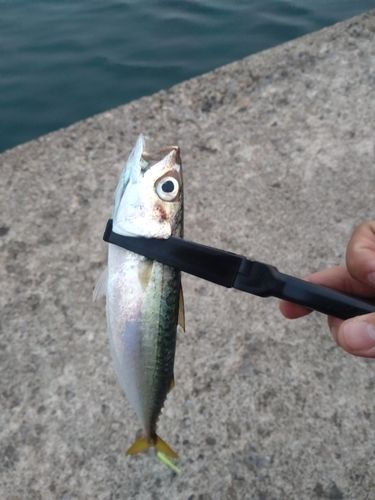 釣果