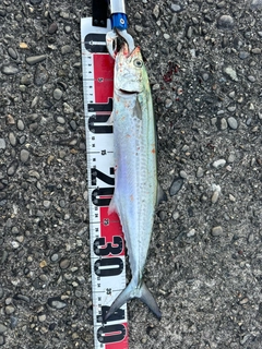 サゴシの釣果