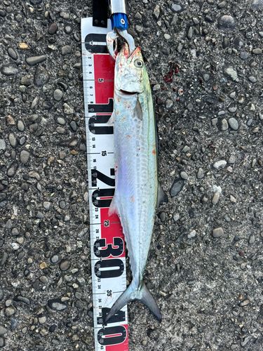 サゴシの釣果
