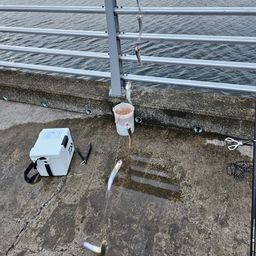 カタクチイワシ