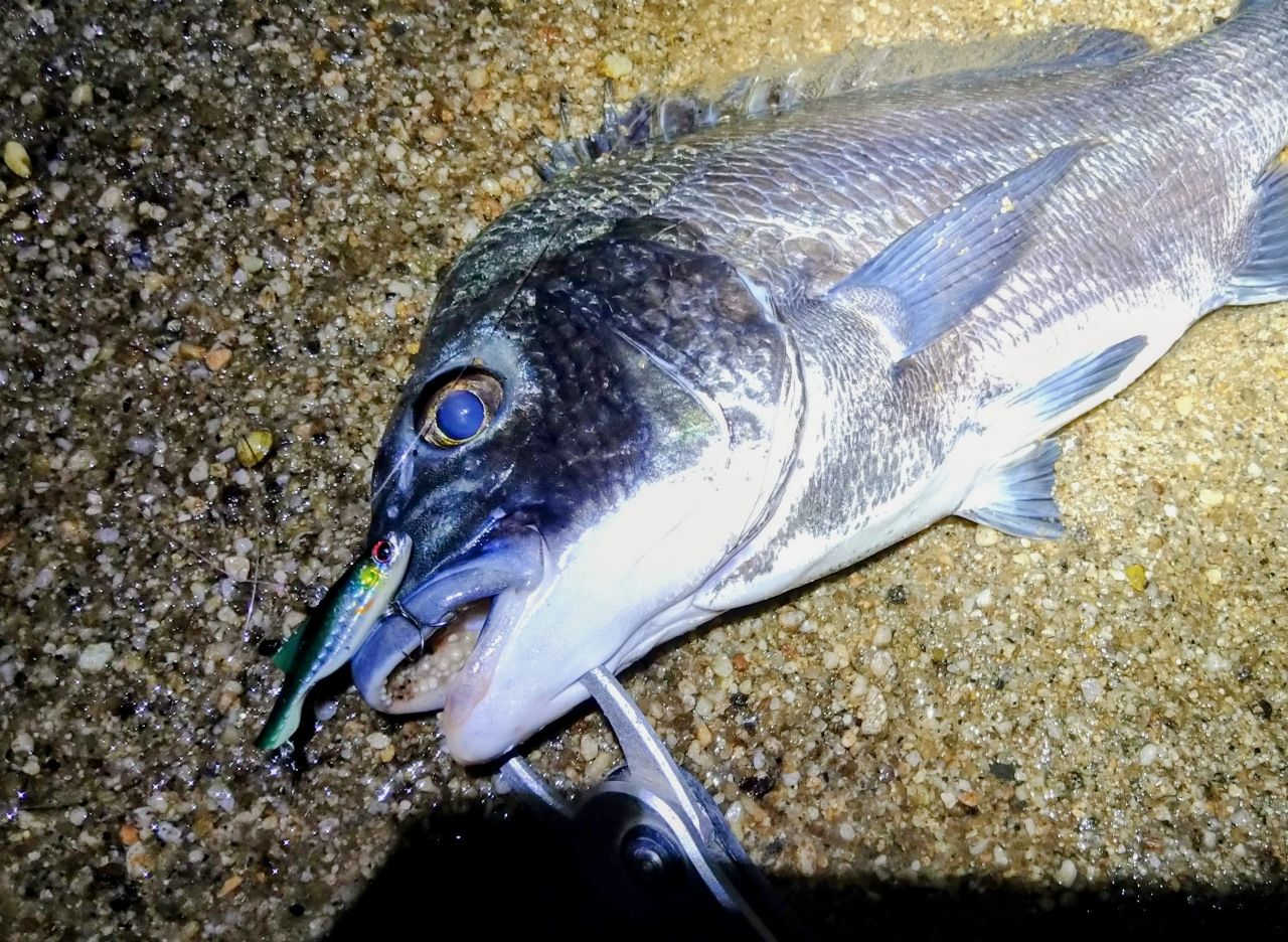 クロダイ