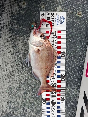 マダイの釣果