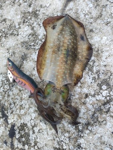 アオリイカの釣果
