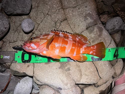 アカハタの釣果
