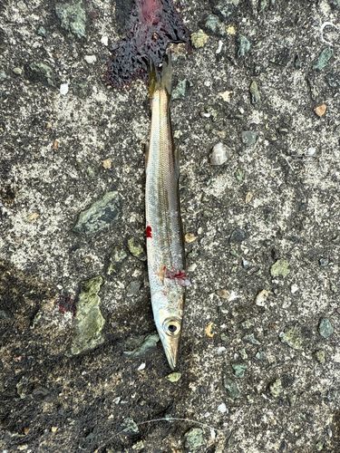 カマスの釣果
