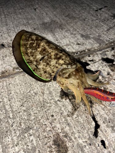 モンゴウイカの釣果