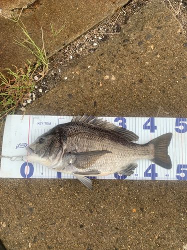 チヌの釣果