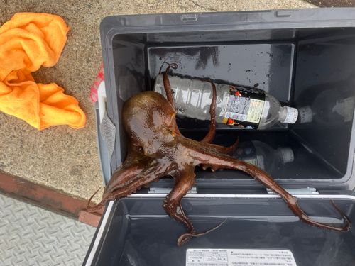 タコの釣果
