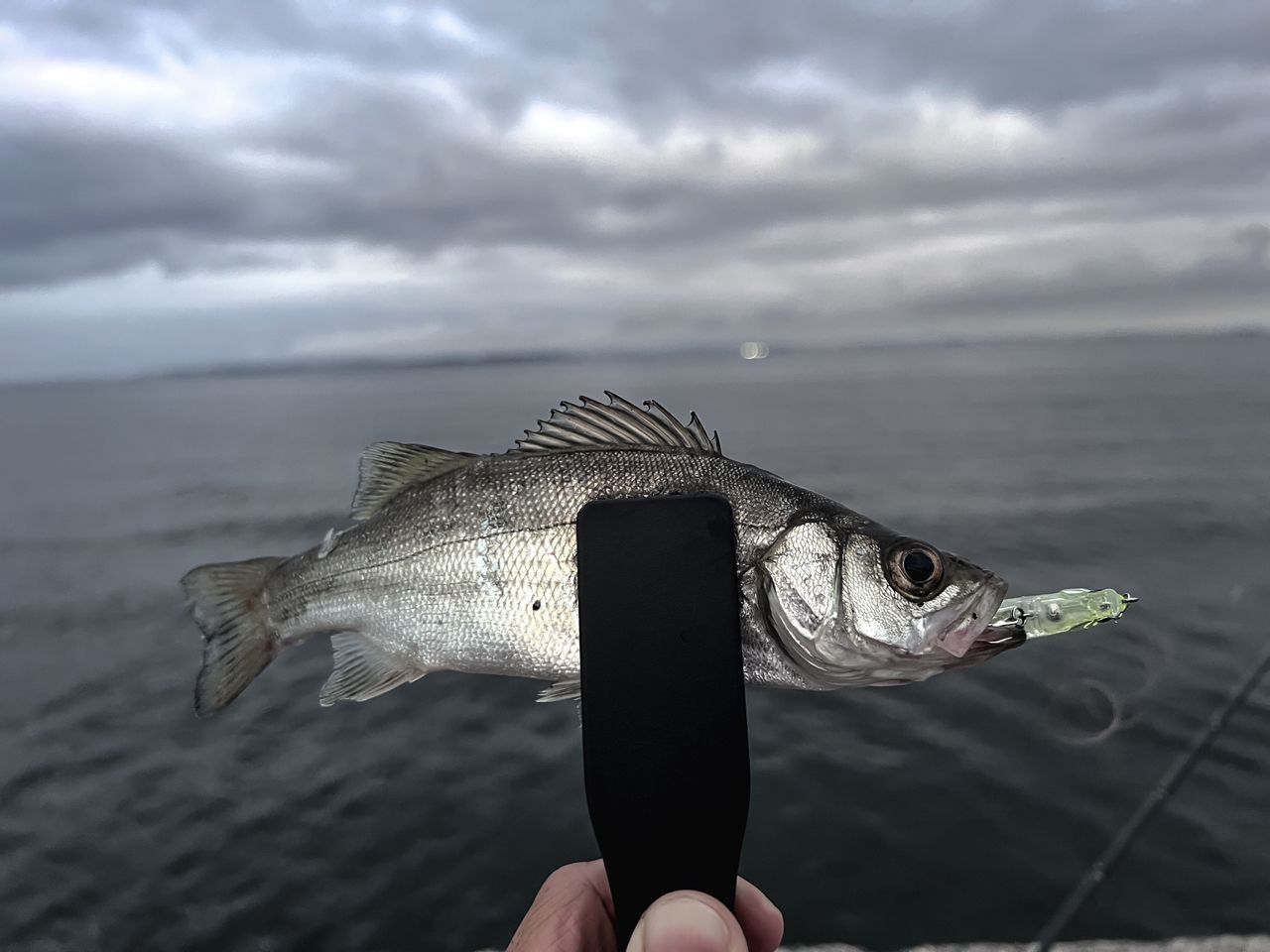 セイゴ（ヒラスズキ）