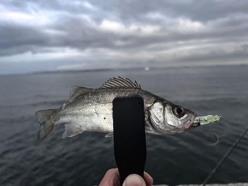 セイゴ（ヒラスズキ）の釣果