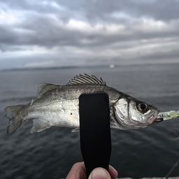 セイゴ（ヒラスズキ）