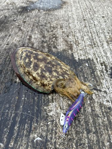 モンゴウイカの釣果