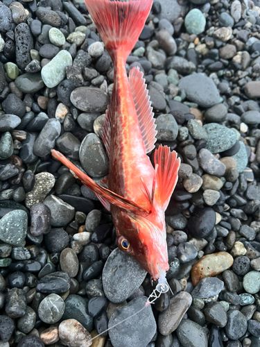 ホウボウの釣果