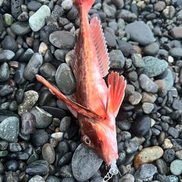 ホウボウ