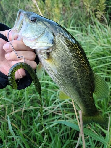 ラージマウスバスの釣果