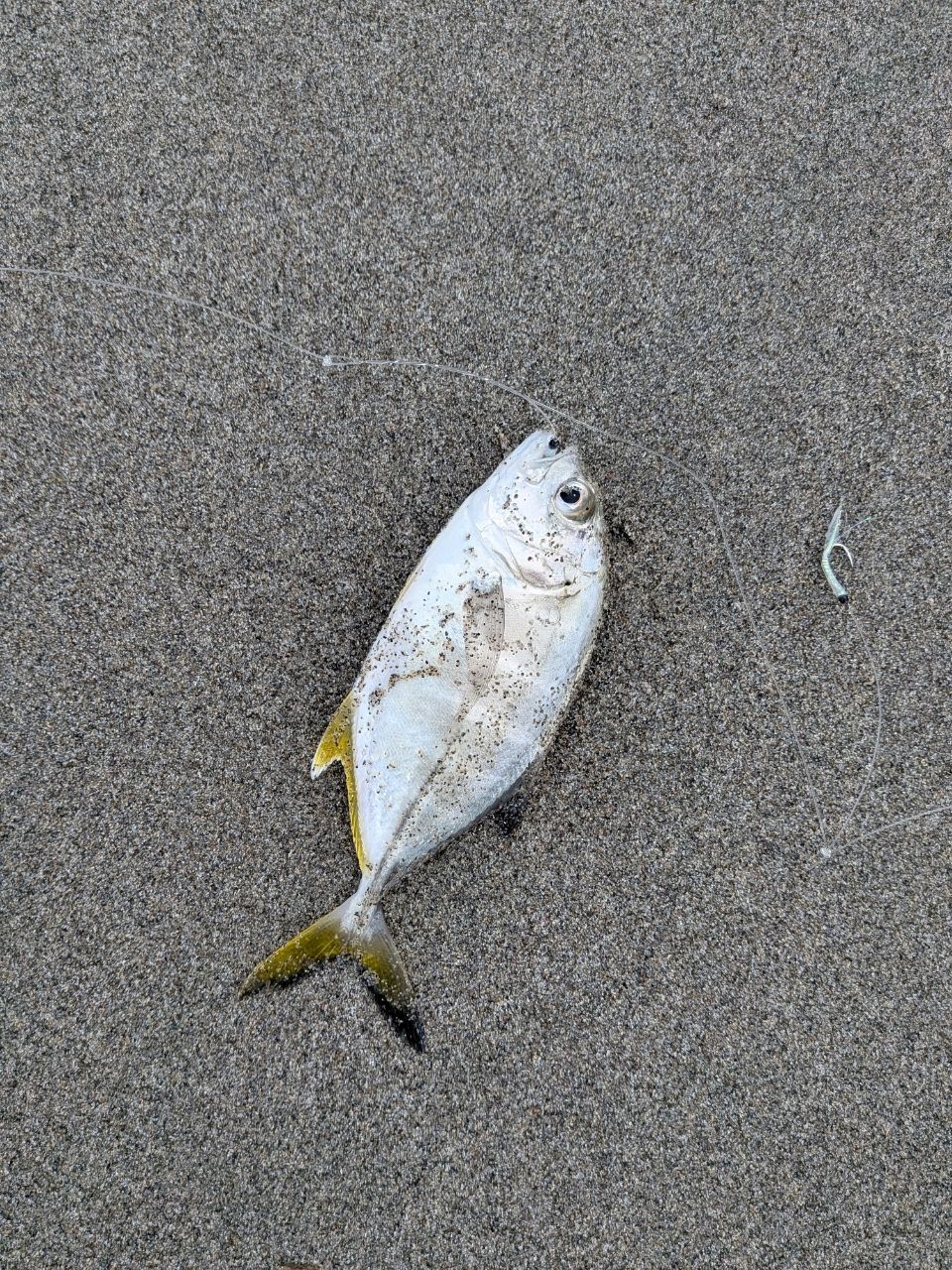 アジ