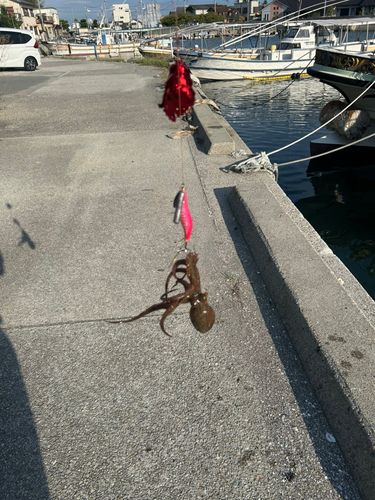 タコの釣果