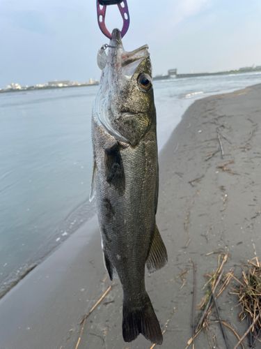 フッコ（マルスズキ）の釣果