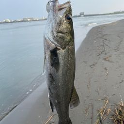 フッコ（マルスズキ）