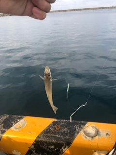 シロギスの釣果