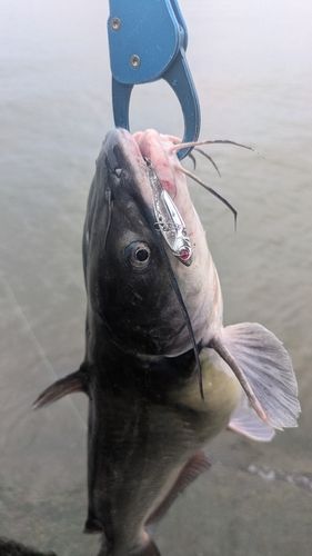 アメリカナマズの釣果