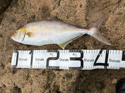 ネリゴの釣果