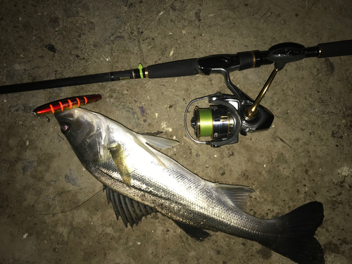 シーバスの釣果