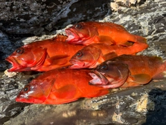アカハタの釣果