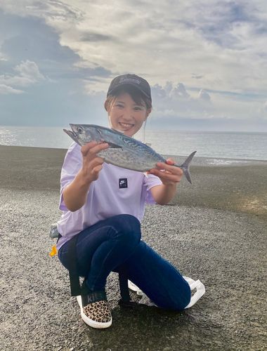 スマガツオの釣果