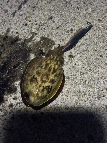 コウイカの釣果