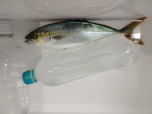 ヤズの釣果