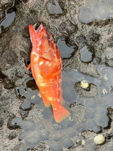 アカハタの釣果