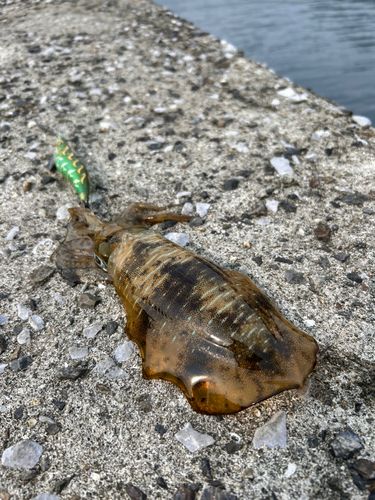 アオリイカの釣果