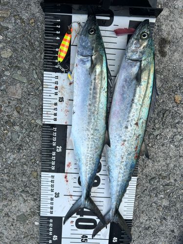 サゴシの釣果