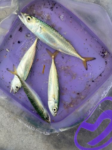 サバの釣果