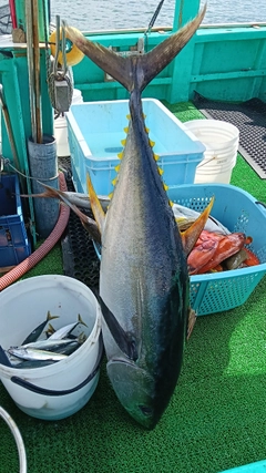 キハダマグロの釣果