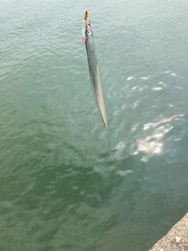 タチウオの釣果