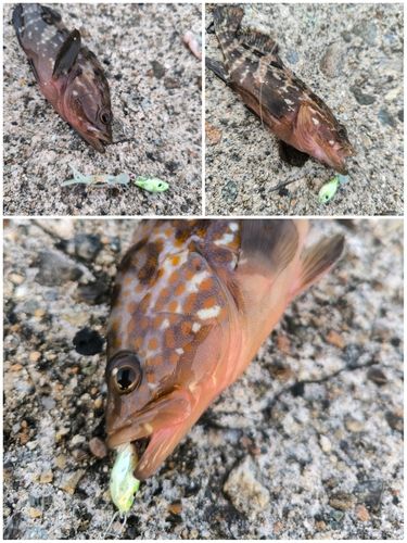 キジハタの釣果
