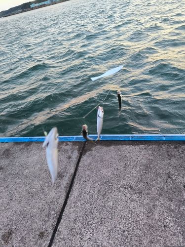 サバの釣果